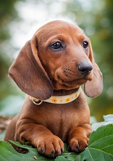 Iams dachshund hot sale