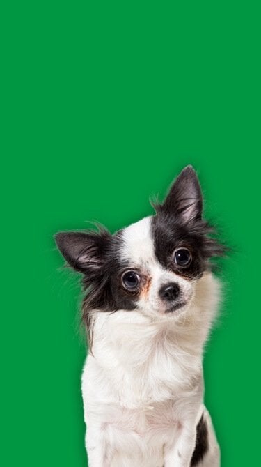 Iams chihuahua sale