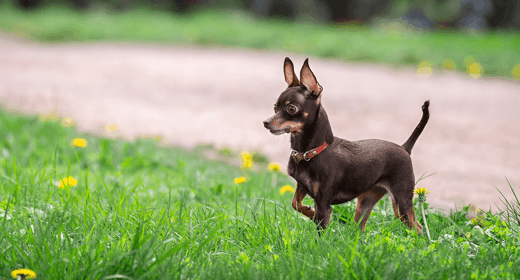 Why Do Dogs' Eat Grass?