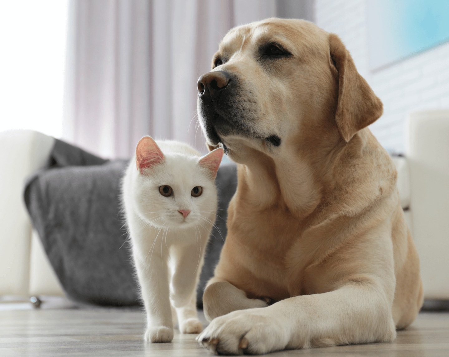 Desktop both Brandstory