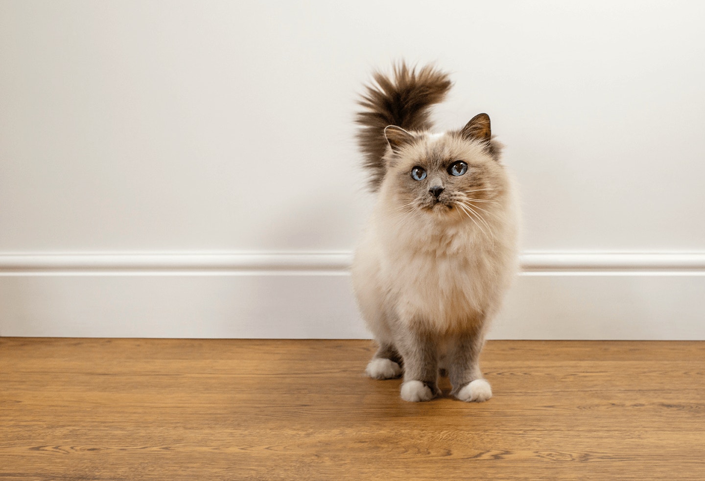 homepage cat-Featured-content_desk