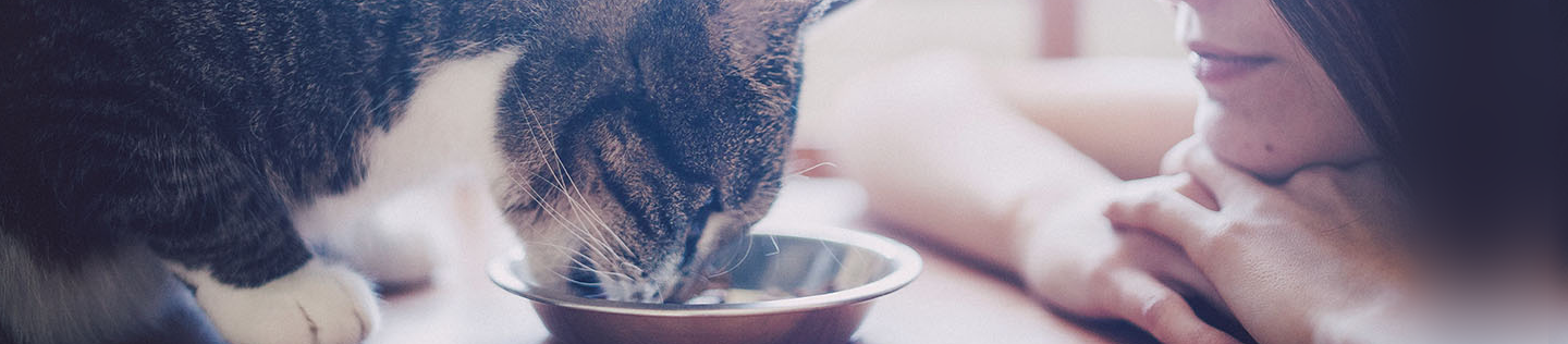 Is Your Kitten Ready for Adult Cat Food?