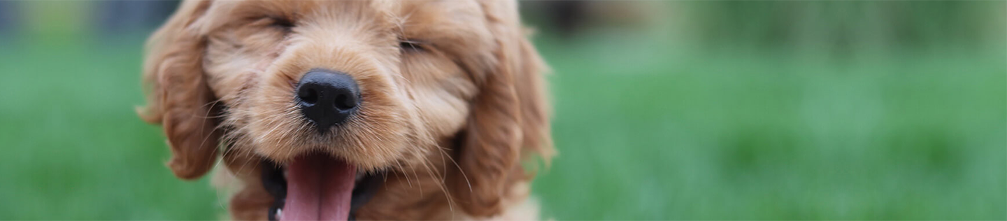 Puppy Basics Keeping Your Puppy's Skin and Coat Healthy 