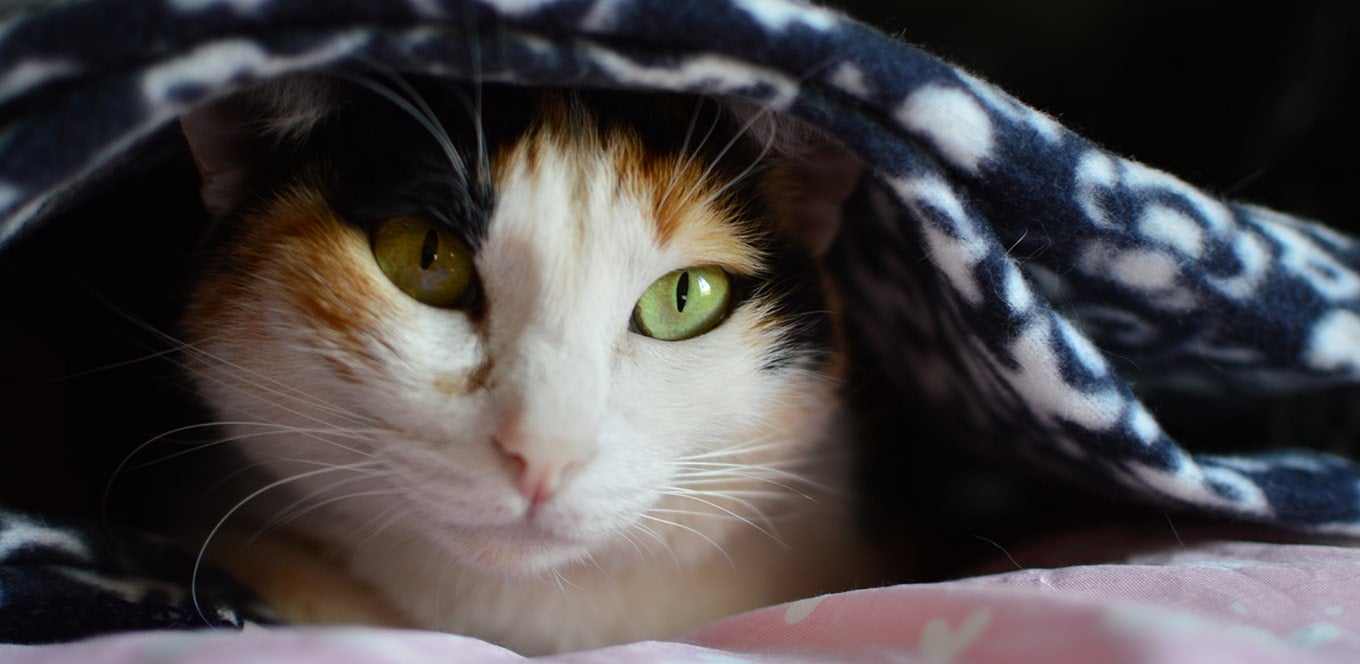 Corn gluten meal in cat food on sale