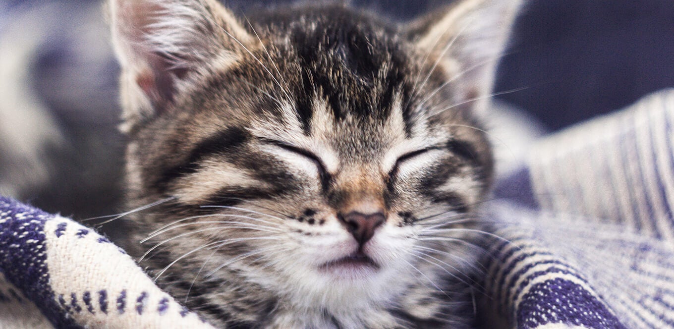 Do Kittens Get Hairballs Special Needs Cat Food IAMS