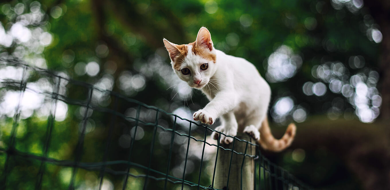 Myths About Feeding Your Kitten a Raw Meat Diet