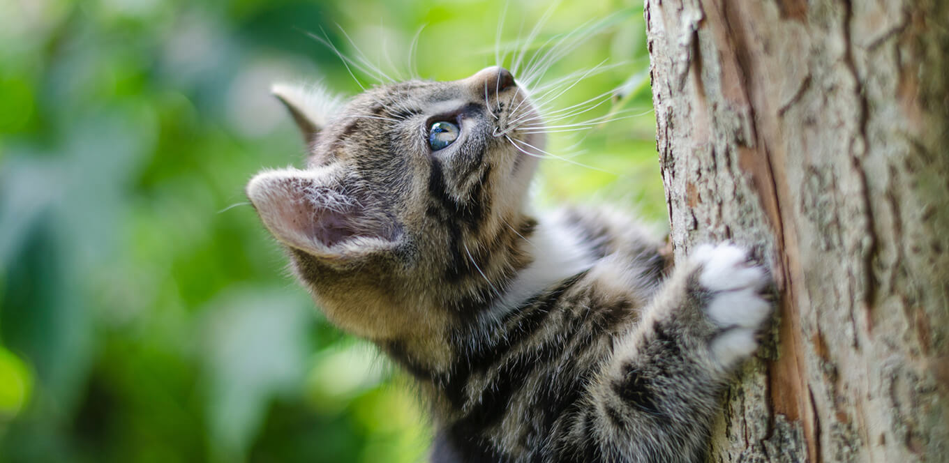 Myths About Feeding Your Kitten a Raw Meat Diet