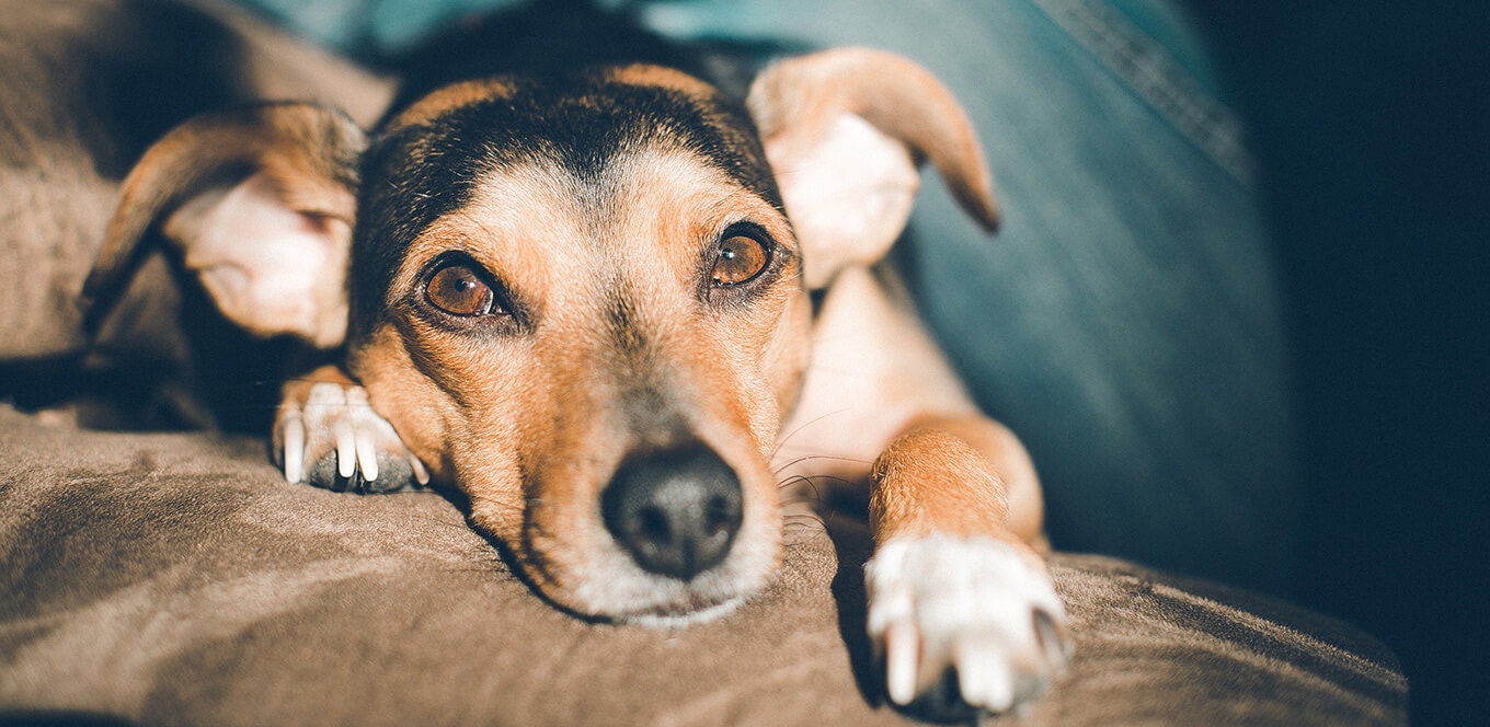 small breed dogs nutrional needs inset