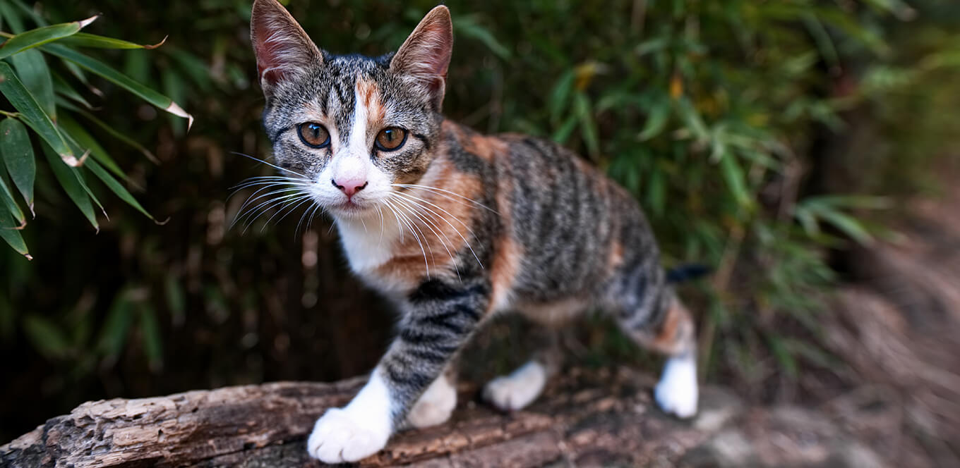 The Importance of Fish Oil in Kitten Food