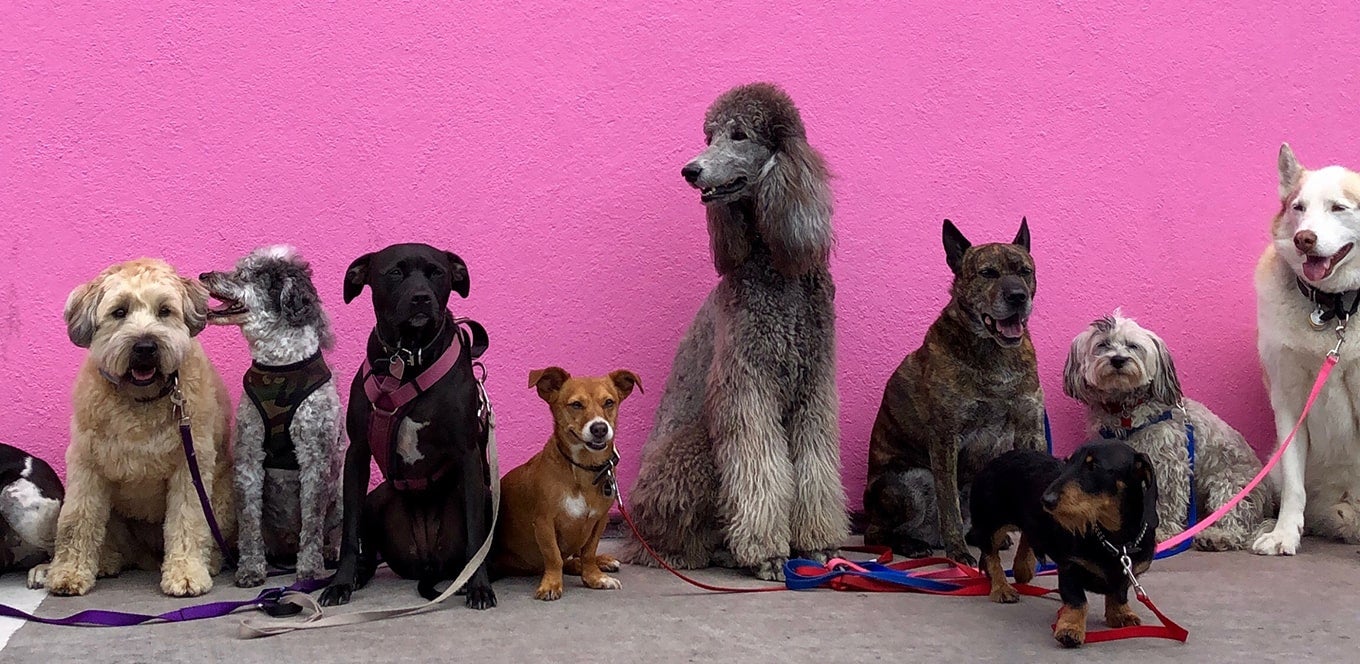 Best Antioxidants For Dogs Benefits Importance IAMS Singapore
