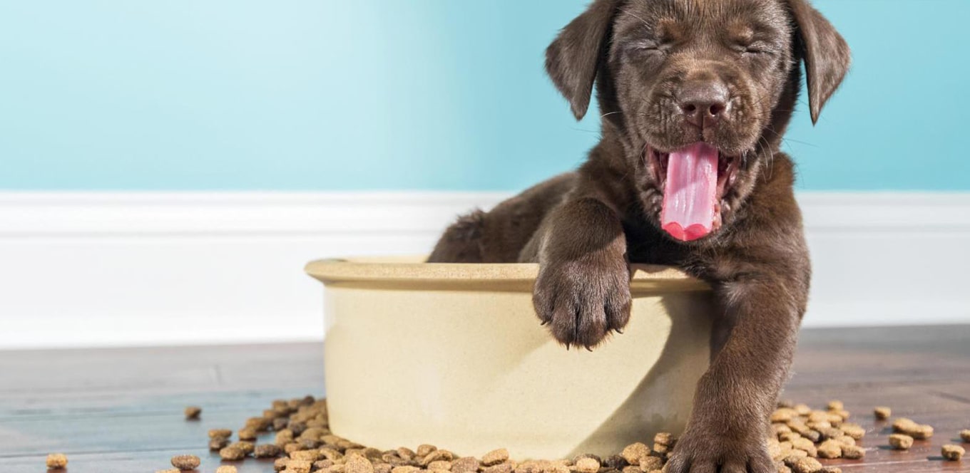article understanding puppy food nutrition header