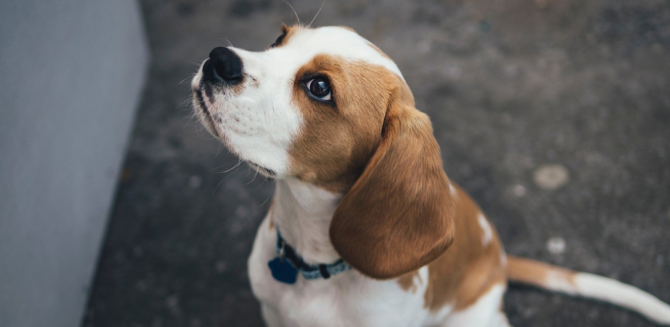 Dha for puppies outlet