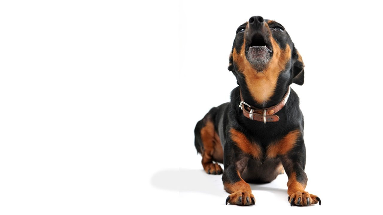 How to teach your dog to stop barking