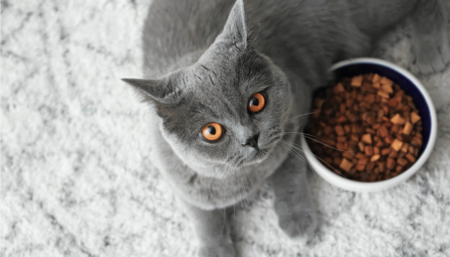 Appetite feat content