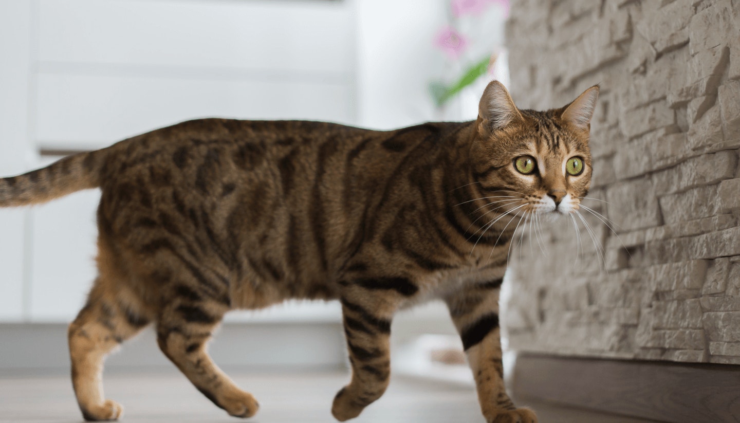 component-sph-featured-content-size