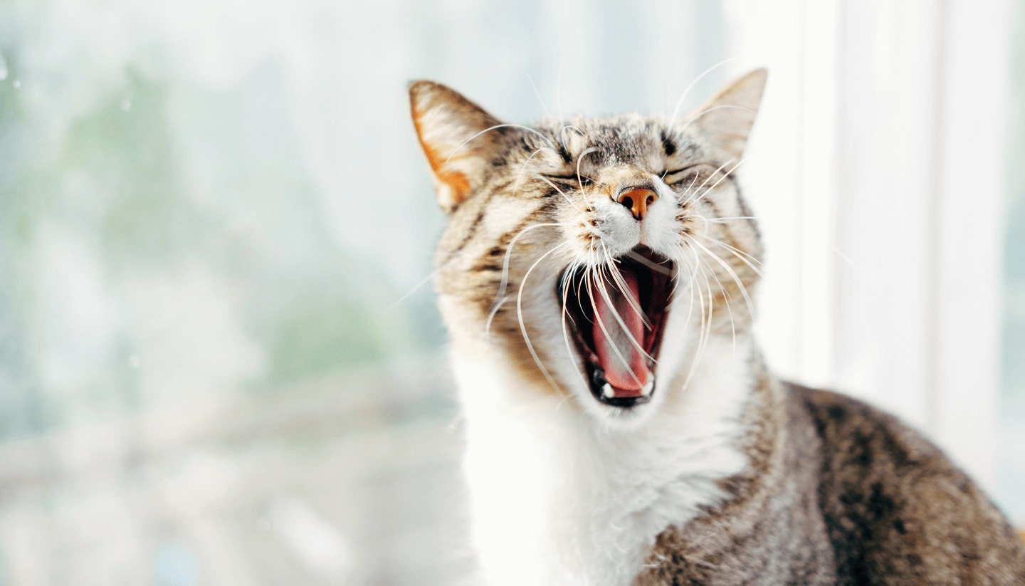 Temperament feat content