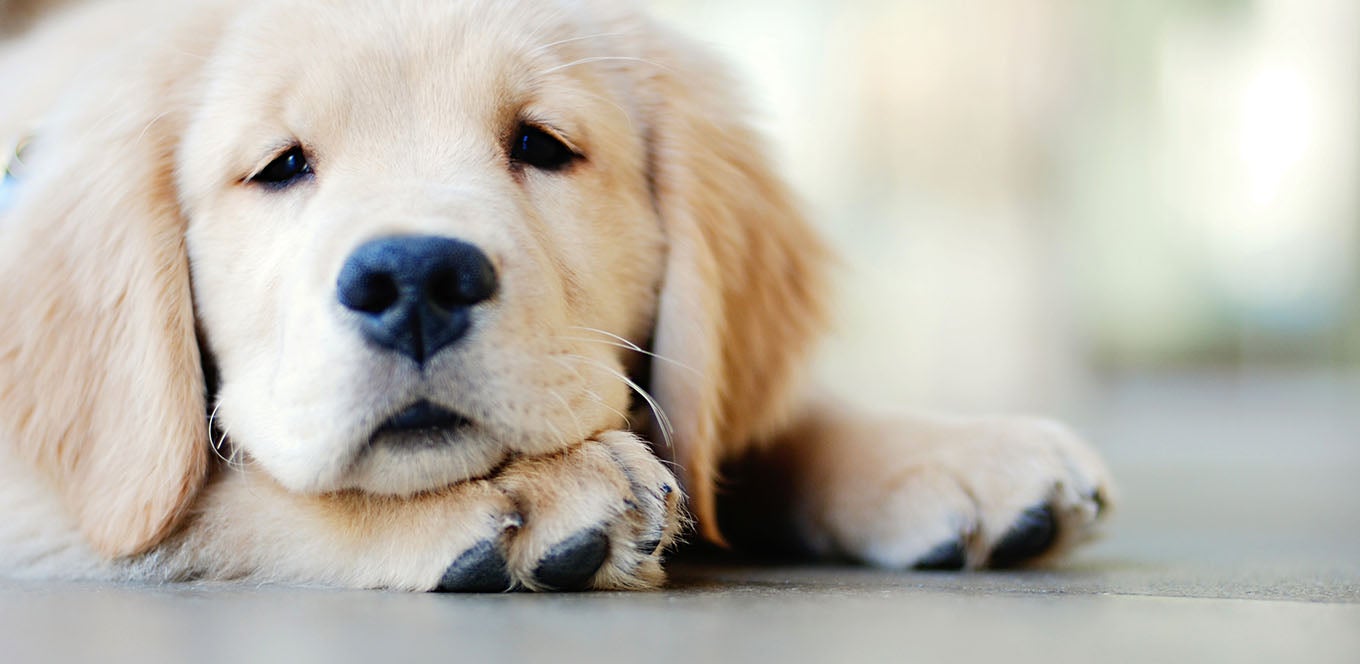 Benefits of DHA for Puppies Dog Health Tips IAMS