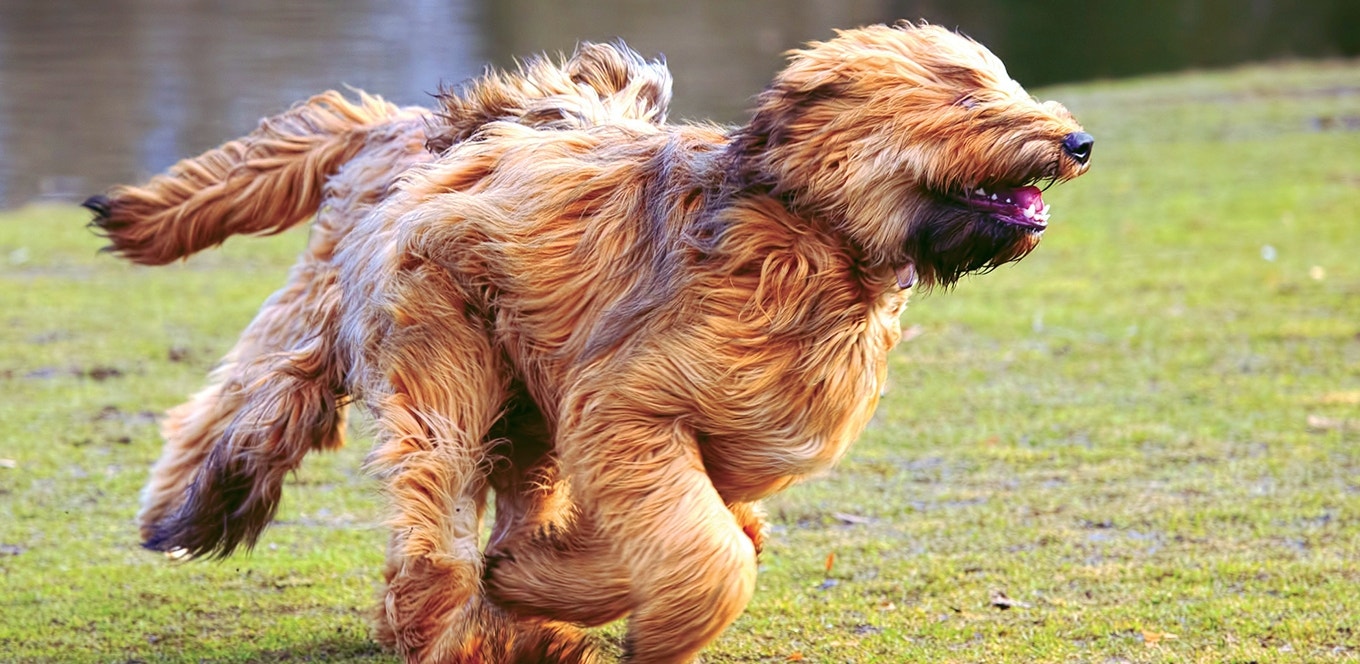 How Much Exercise Does My Dog Need?