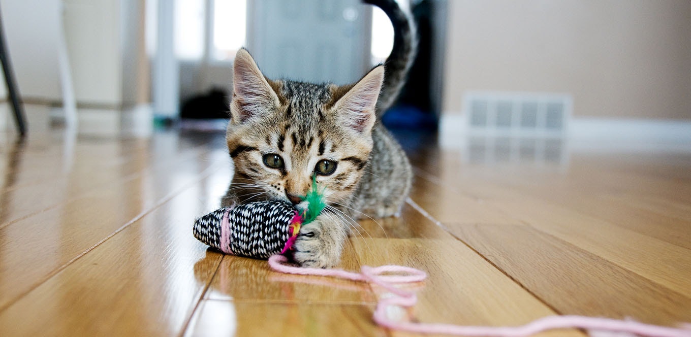 Kitten Basics: 4 Kitten-feeding Tips