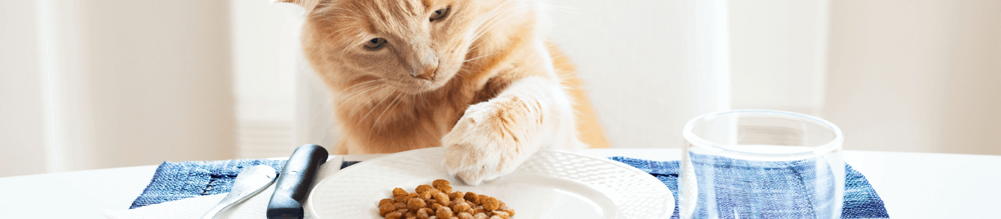 The Importance of Protein in a Cat’s Diet