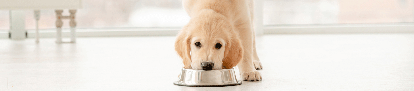 How to Transition Your Puppy to Adult Food