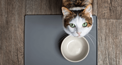 Advantages Of Food With Corn For Cats IAMS Singapore
