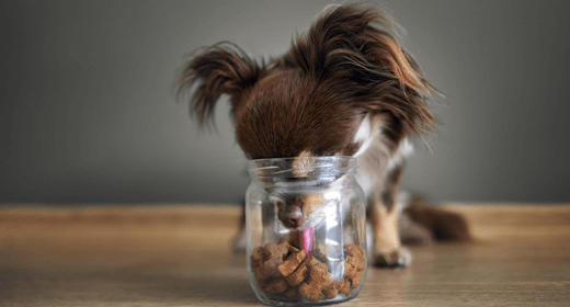 Is Your Dog A Picky Eater?