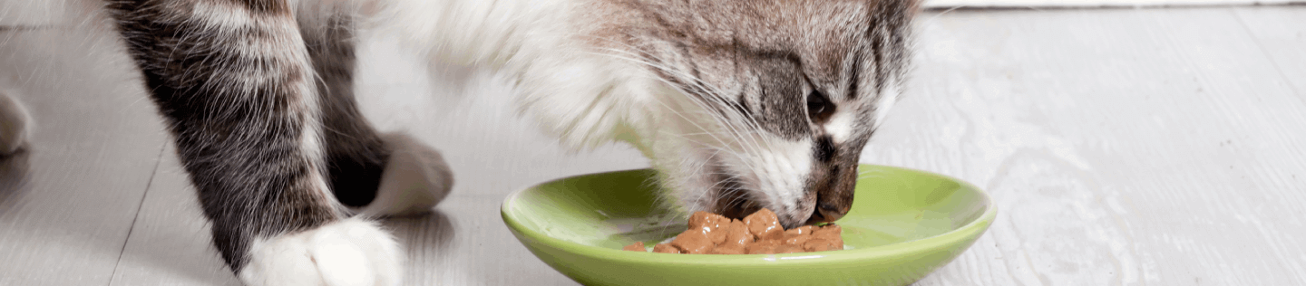 Why adding chicken to your cat’s diet is essential for their health