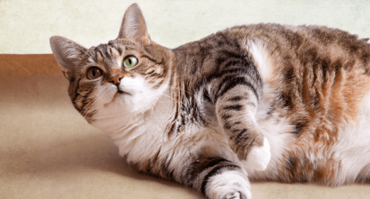 How to Help Your Obese Cat Lose Weight