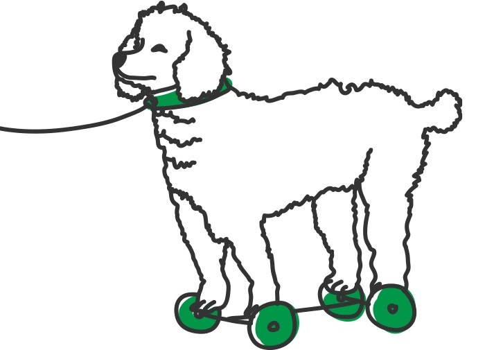 How Much Exercise Does My Dog Need?