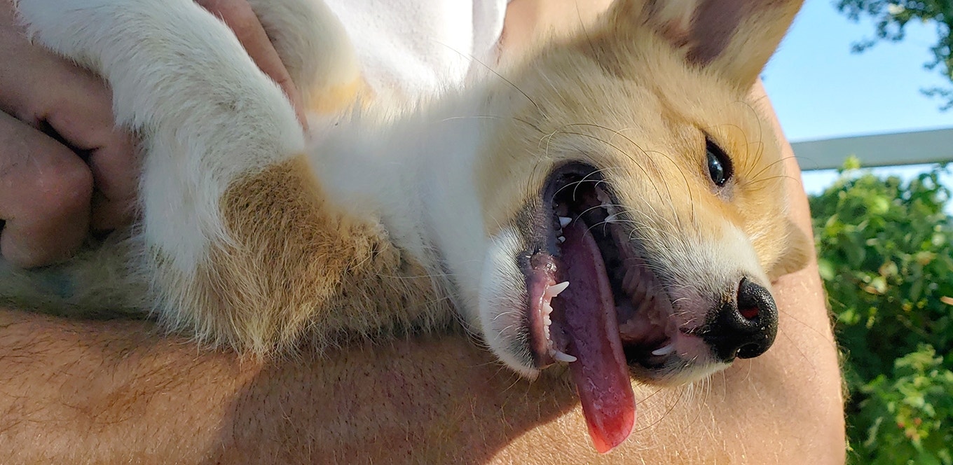 Train Your Puppy Like a Pro