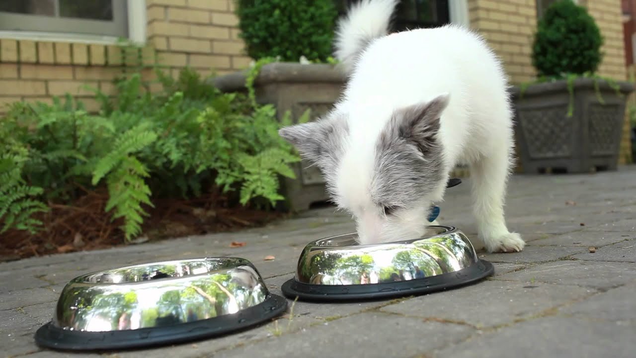 Your puppy’s first veterinary visit