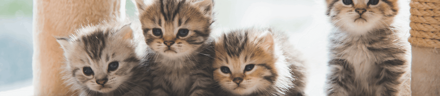 Kitten Basics: 4 Kitten-feeding Tips