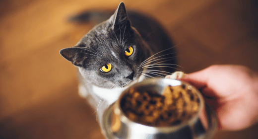 Tips for Feeding Your Adult Cat-mobile