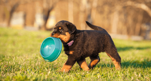 Why Premium Puppy Food Is a Better Value