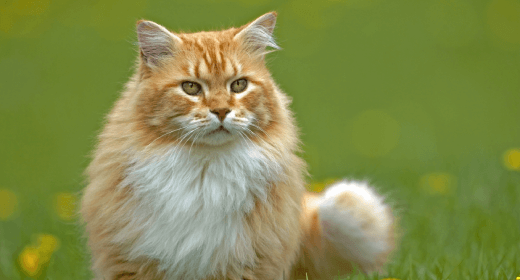Why Nutrition in Cat Food Is Key for Shiny Coats