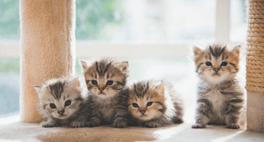 Kitten Basics: 4 Kitten-feeding Tips mobile