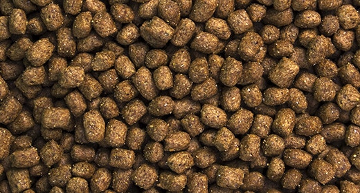 When To Switch From Puppy To Adult Dog Food