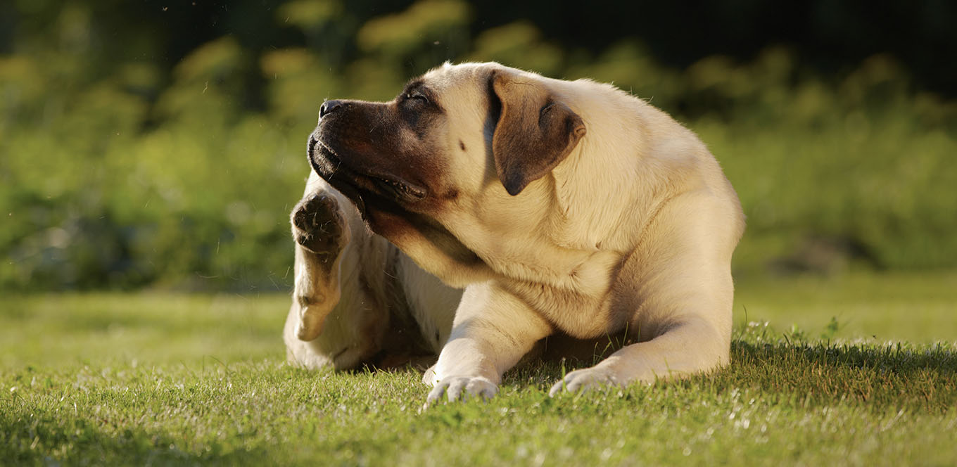 Corn pollen allergy in dogs cheap