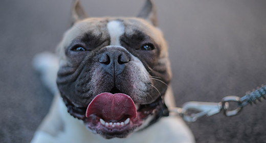 Switching your dog's food cheap