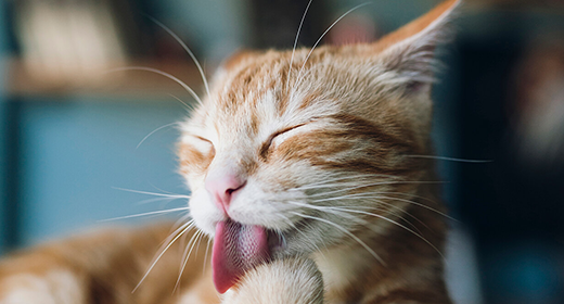 Why is cat puking Types of cat Vomit IAMS Singapore