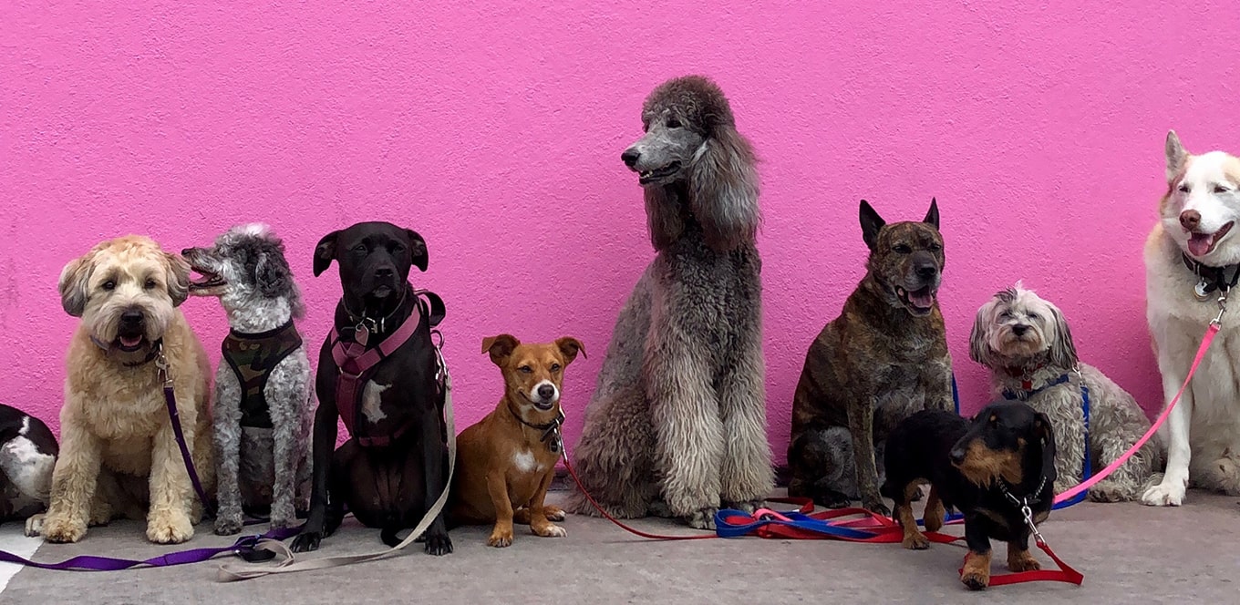 Antioxidant for dogs cheap
