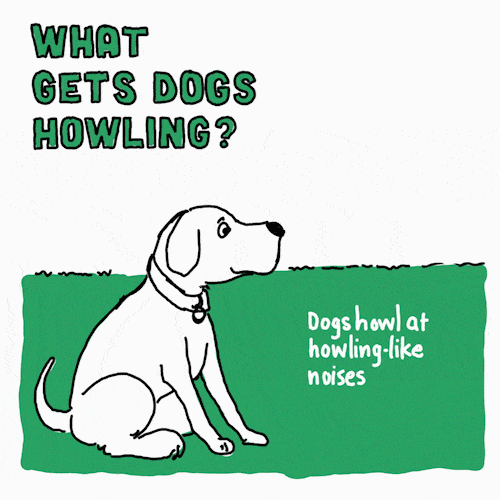 What does it mean when a dog howls online with you
