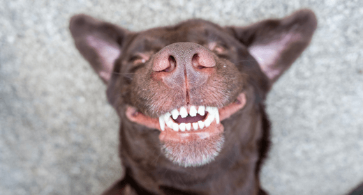 Dog clean shop teeth