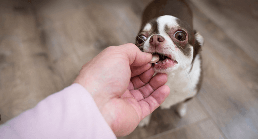 Dog Vitamins Supplements What You Need to Know IAMS