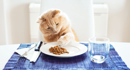 What Do Cats Eat Cat Diet Chart And Feeding Tips IAMS Singapore