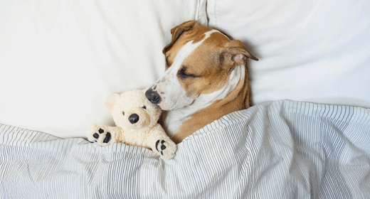 Why Do Dogs Sleep So Much IAMS