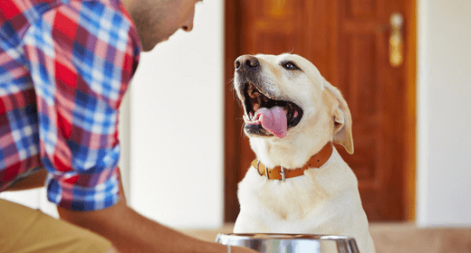 Does canned dog food go bad top
