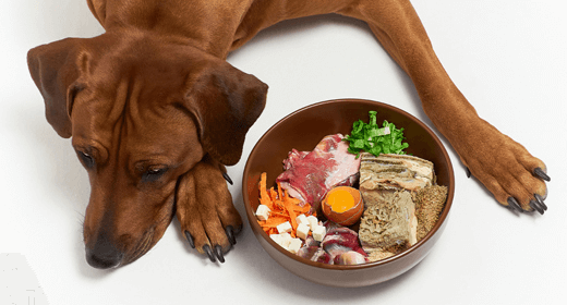 Protein hotsell for dogs