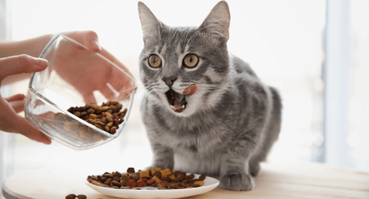 Best source of hot sale taurine for cats